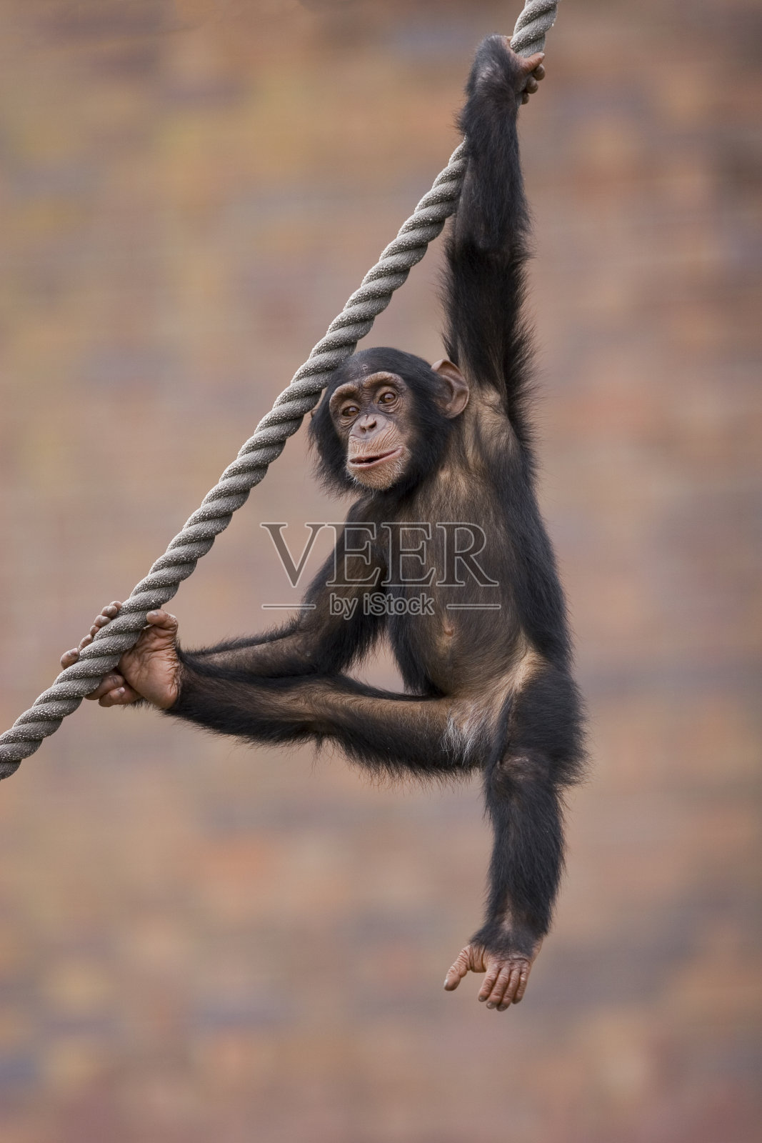 小黑猩猩在玩绳子照片摄影图片