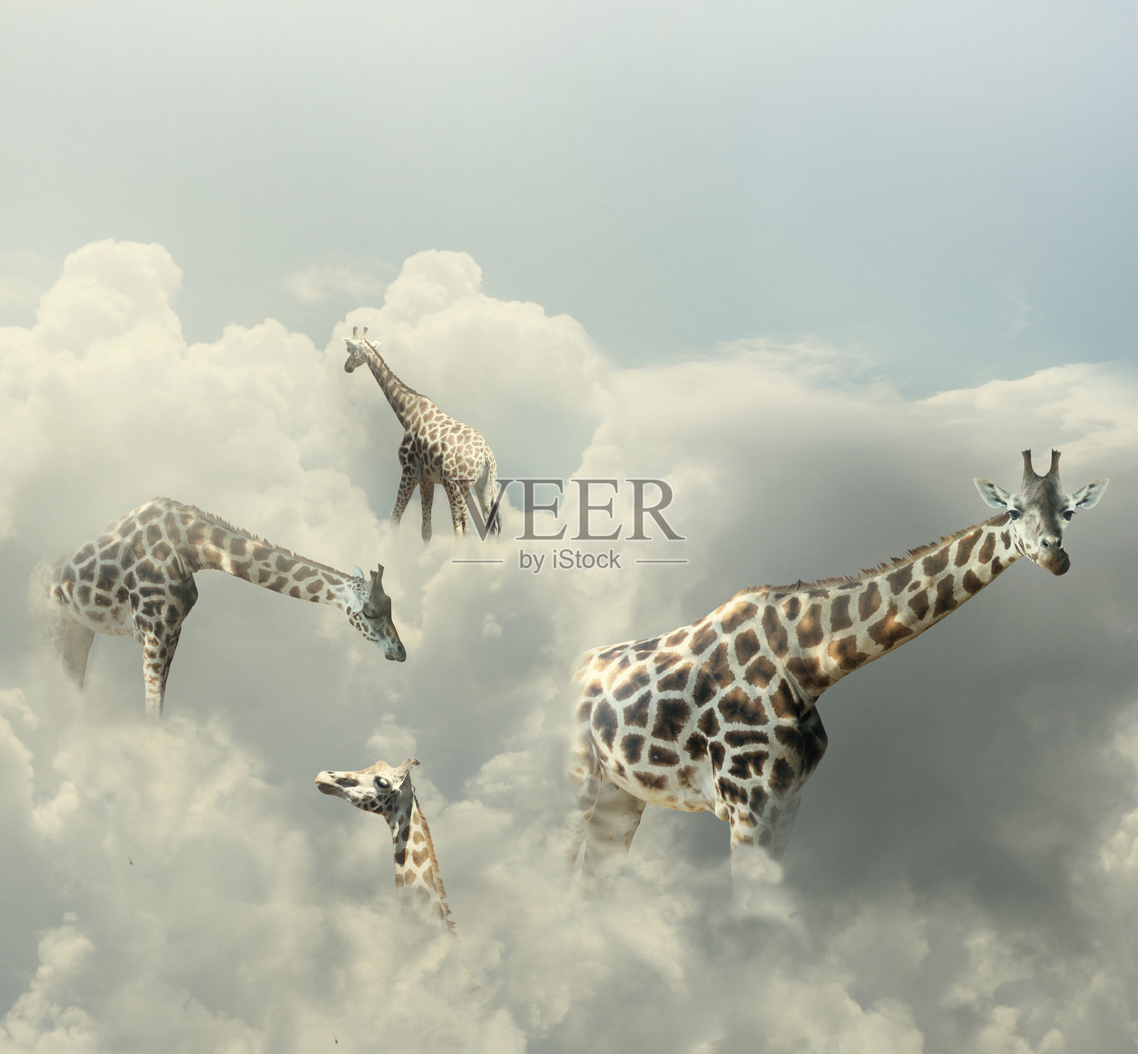长颈鹿的天堂插画图片素材