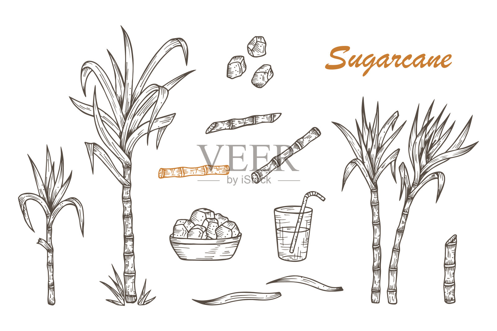 手绘甘蔗，茎，叶，汁和方糖插画图片素材