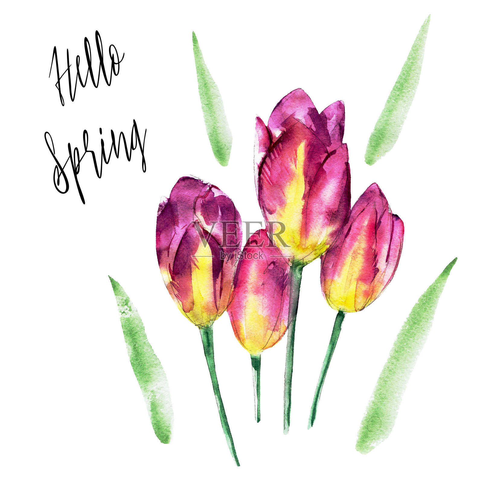 紫色郁金香花孤立在白色背景与字母“你好春天”，复古水彩插图手绘风格。插画图片素材