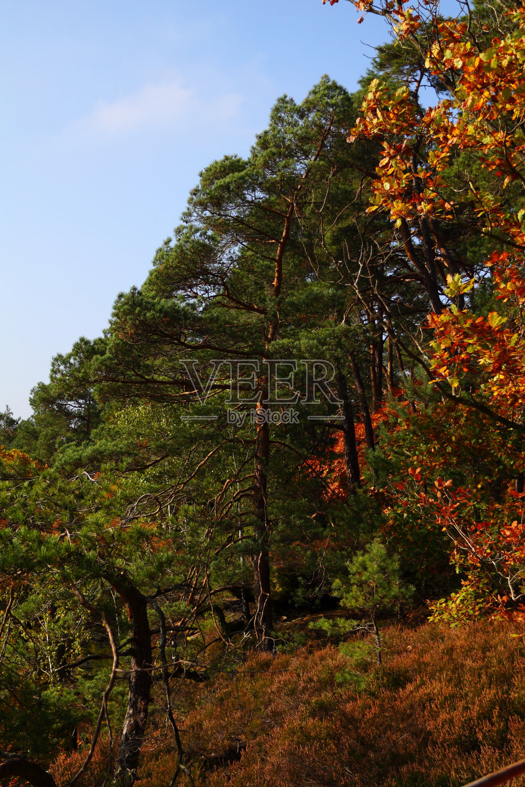 普法尔兹的秋天森林照片摄影图片