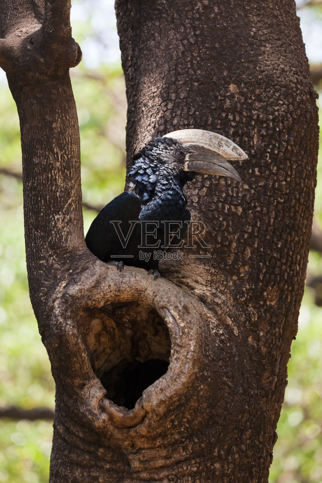 银颊犀鸟坦桑尼亚东非照片摄影图片