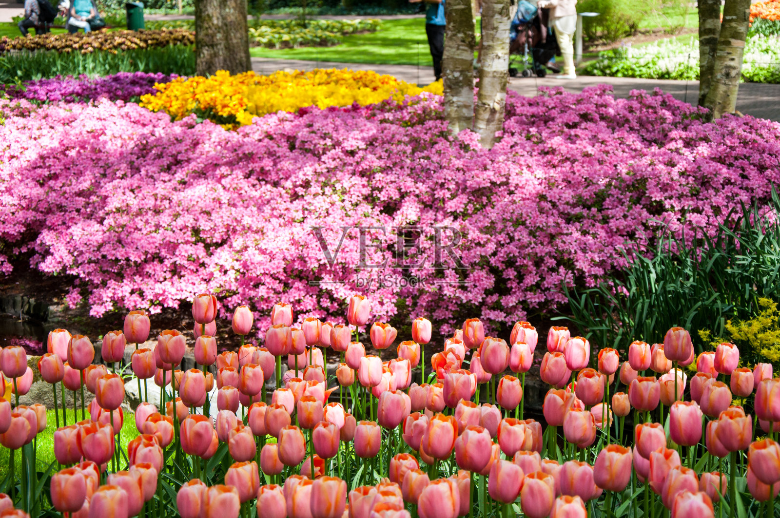 荷兰库肯霍夫花园绚丽多彩的春花照片摄影图片