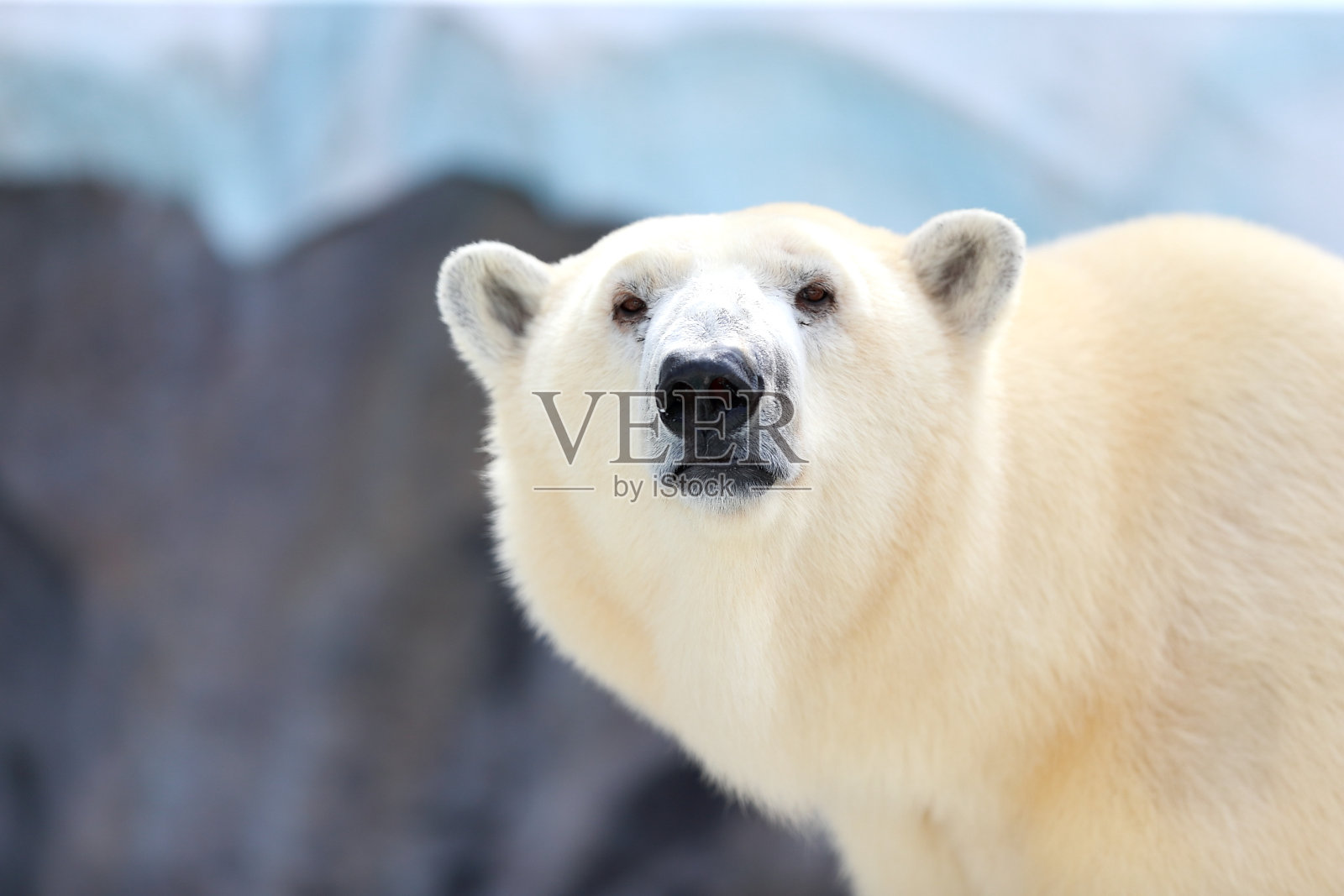 北极熊照片摄影图片