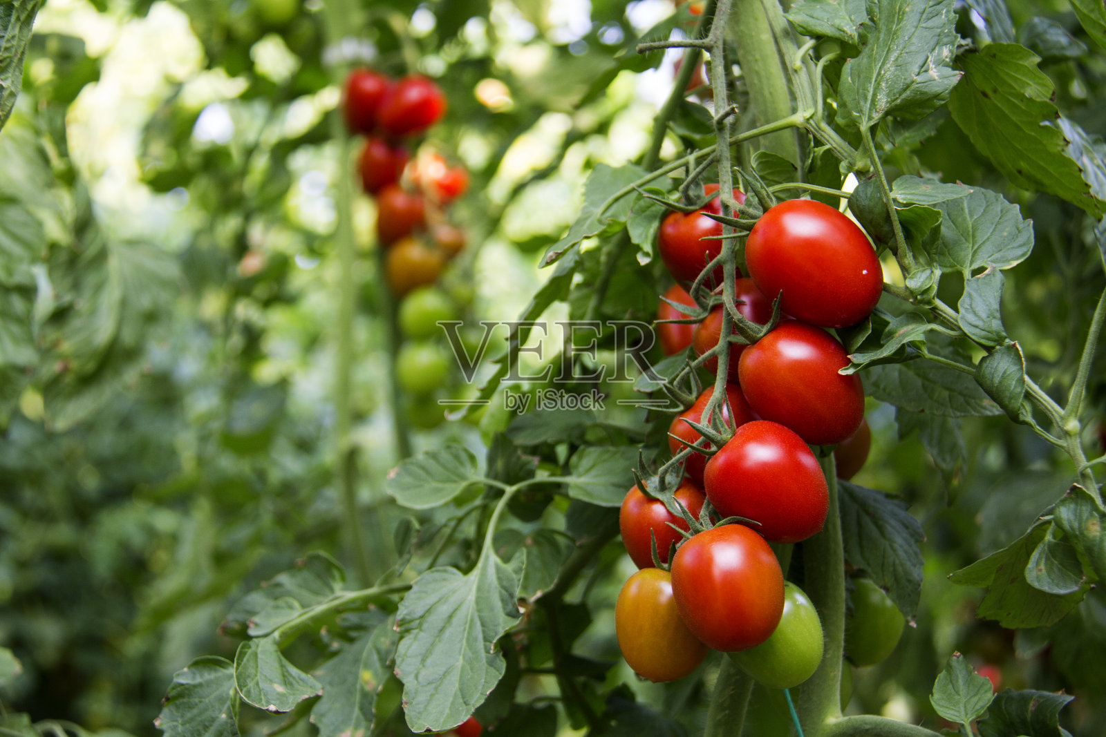 绿色的未成熟的西红柿和红色的西红柿。照片摄影图片