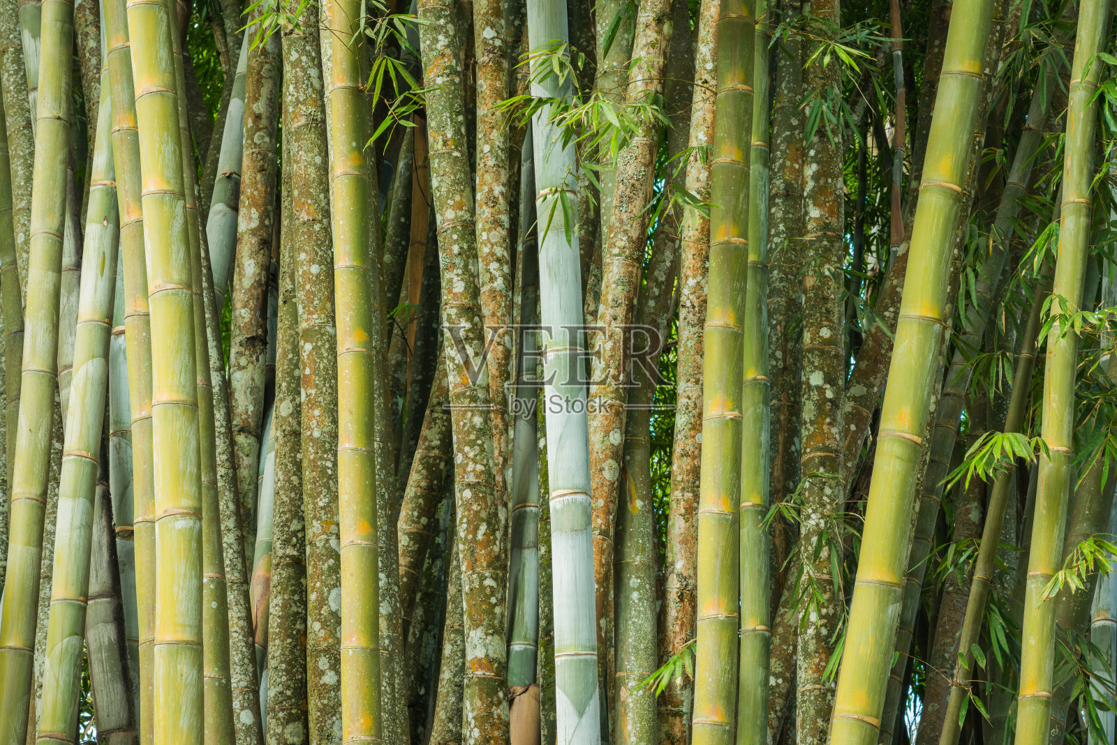 大竹林，新鲜照片摄影图片