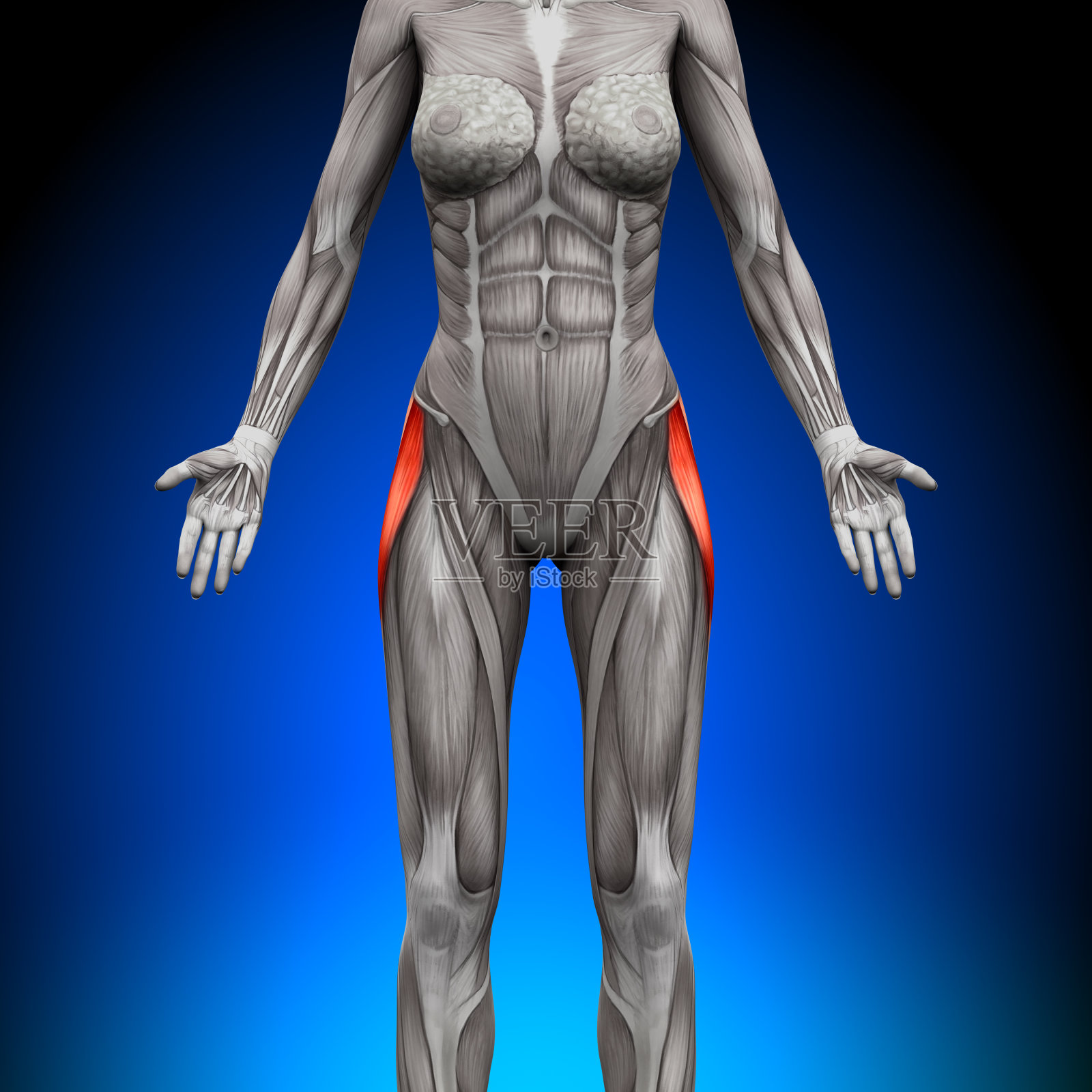 阔筋膜张肌-女性解剖学肌肉照片摄影图片