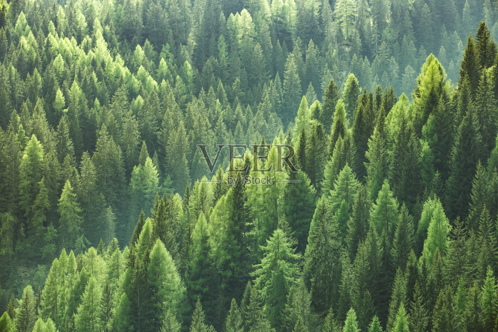健康的绿色树木在云杉，冷杉和松树森林照片摄影图片