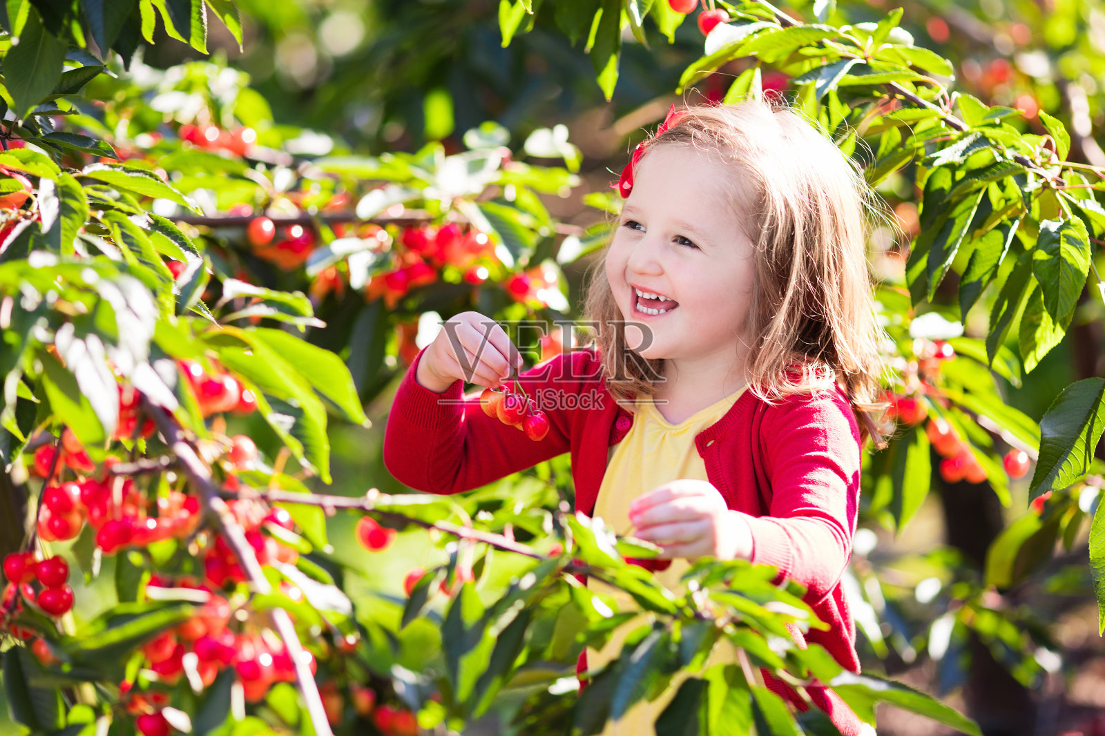 小女孩在水果园里摘樱桃照片摄影图片