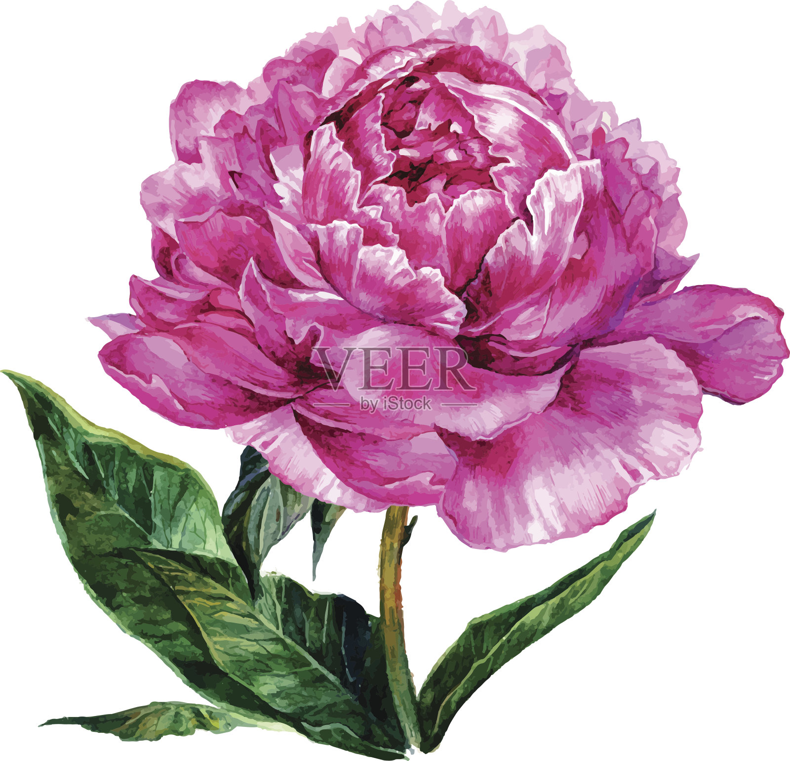 水彩手绘粉红牡丹插画图片素材