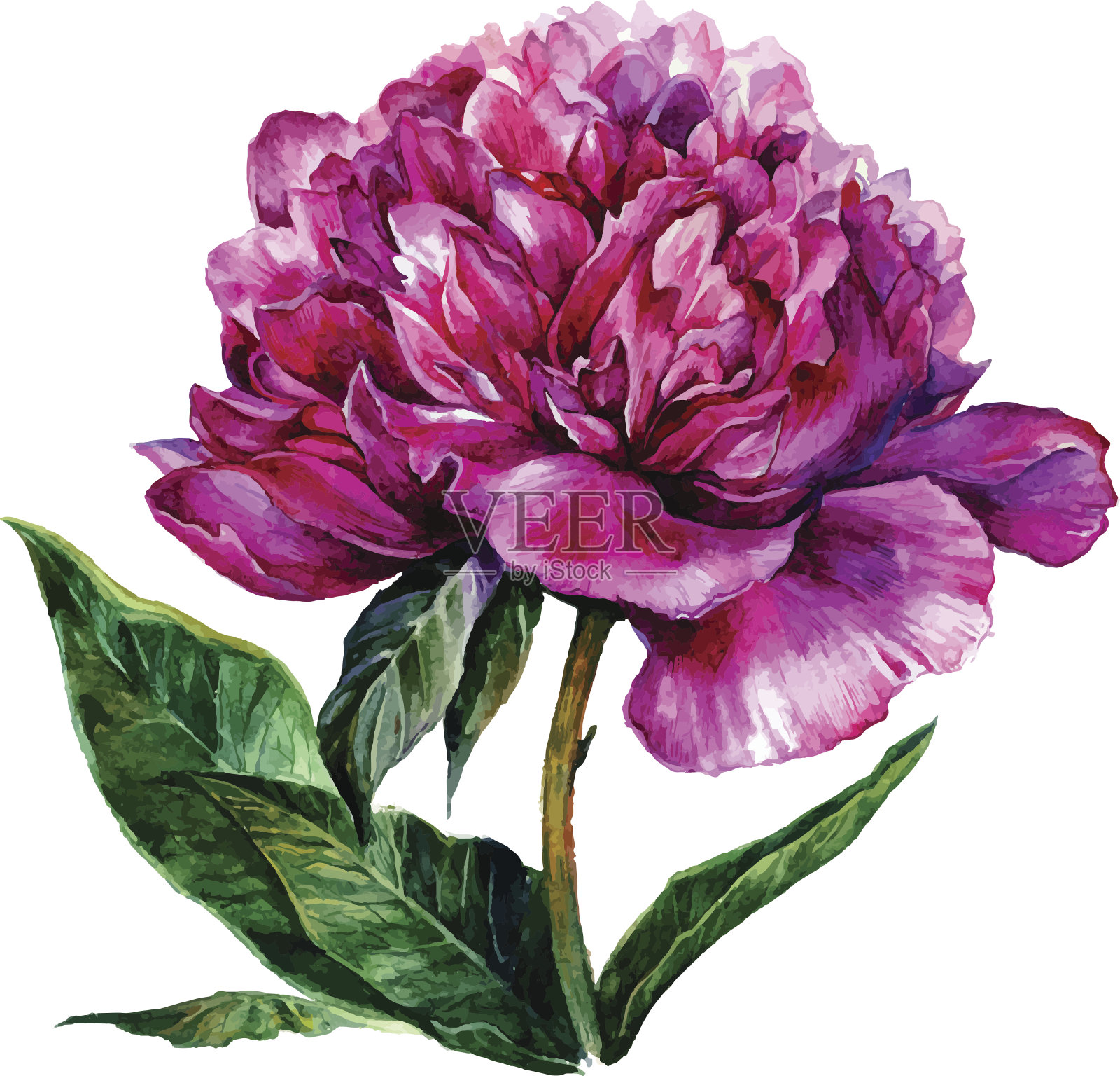 水彩手绘粉红牡丹插画图片素材