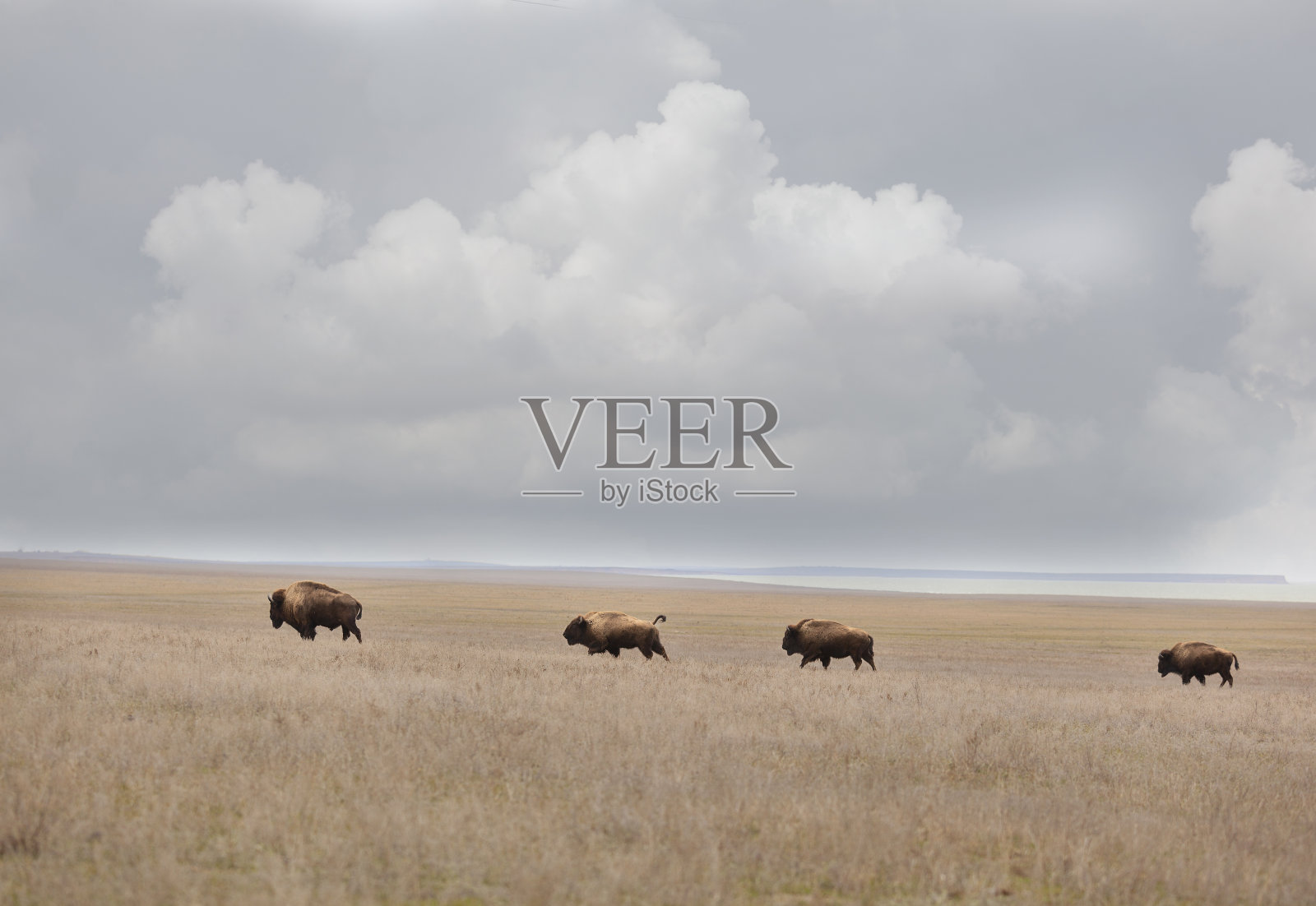 大草原上的野牛照片摄影图片