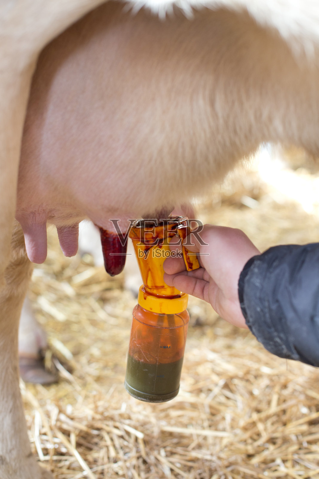 母牛的乳房消毒照片摄影图片