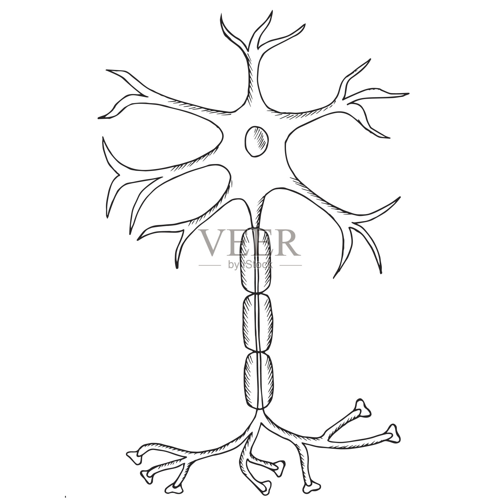 神经元的草图插画图片素材