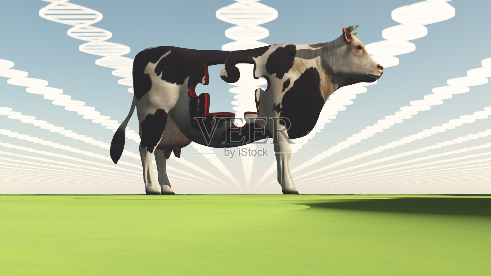 遗传改良牛插画图片素材