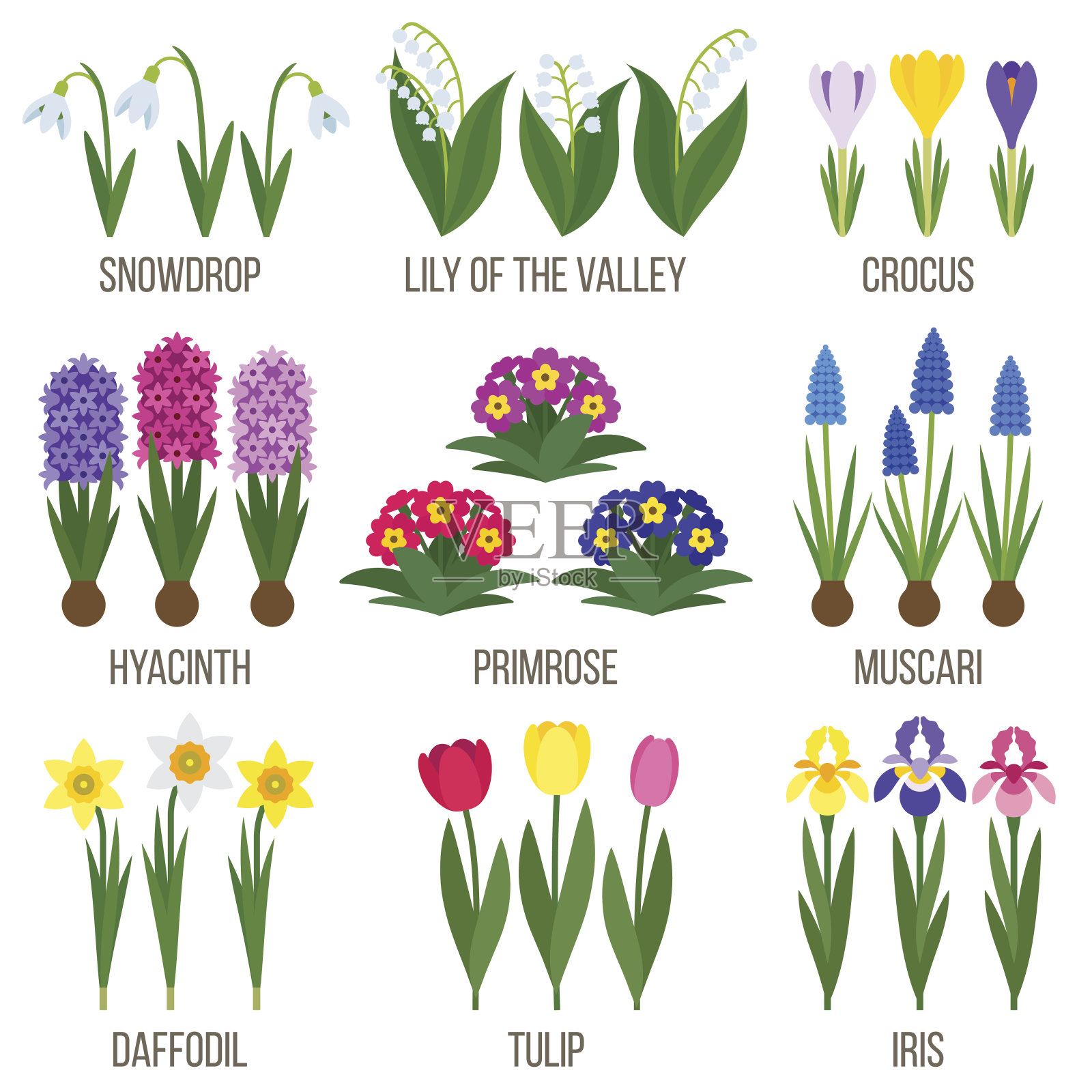 春天的花朵插画图片素材