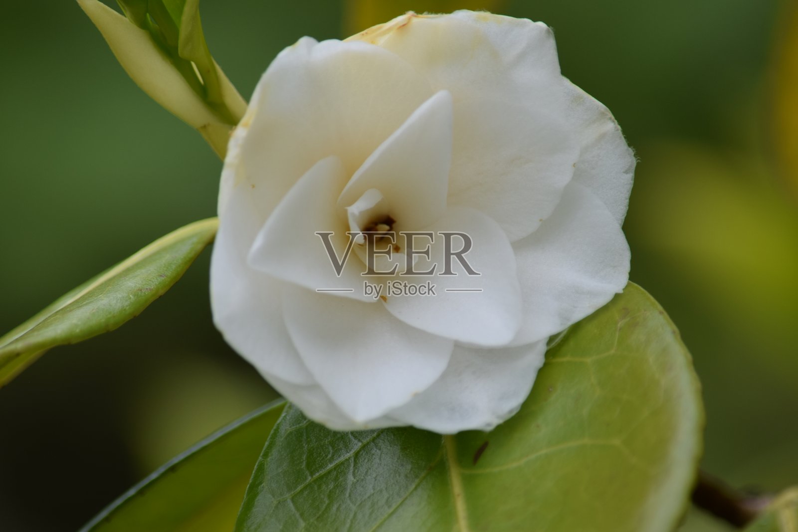 白色山茶花的花和叶照片摄影图片