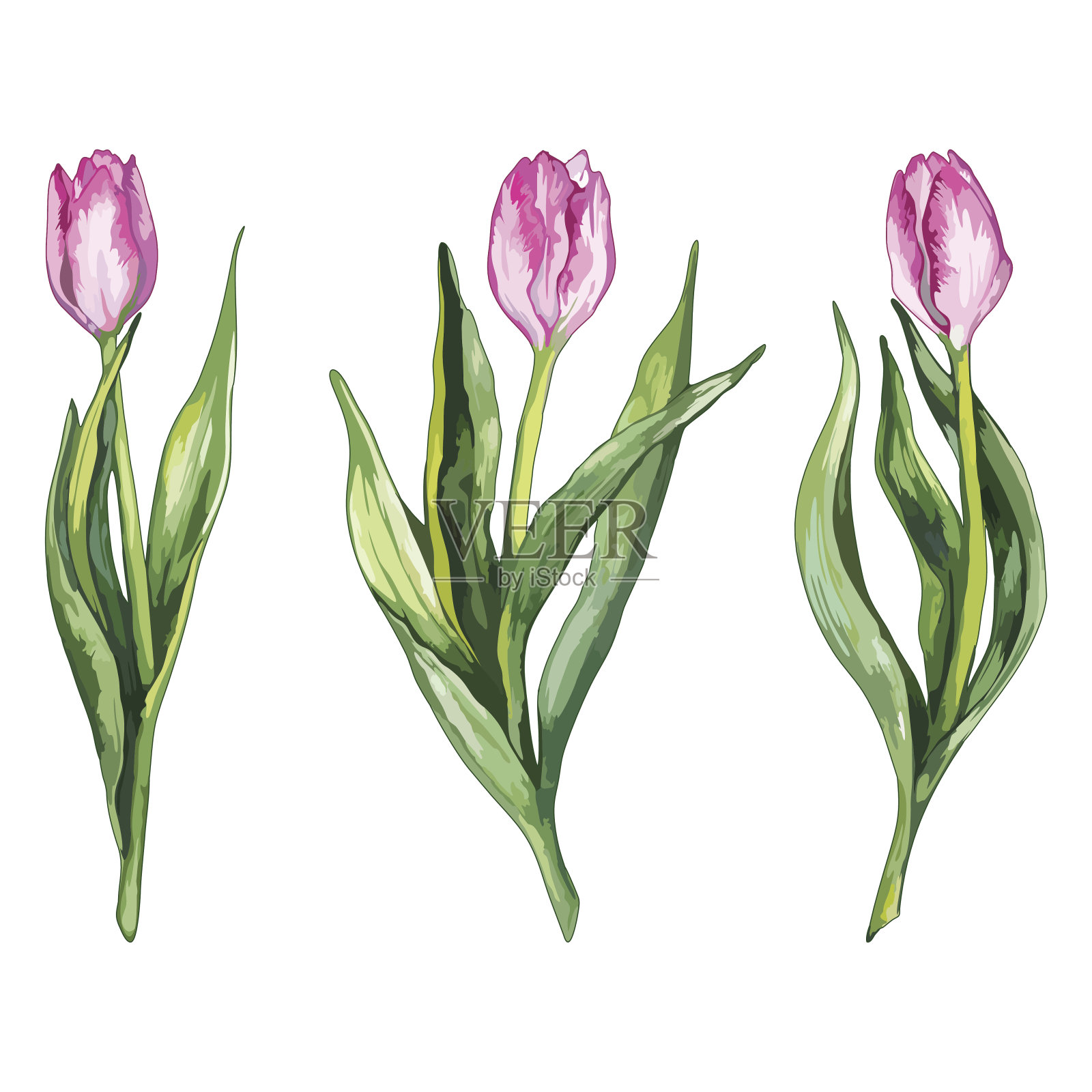 水彩粉色郁金香花自然集孤立向量设计元素图片