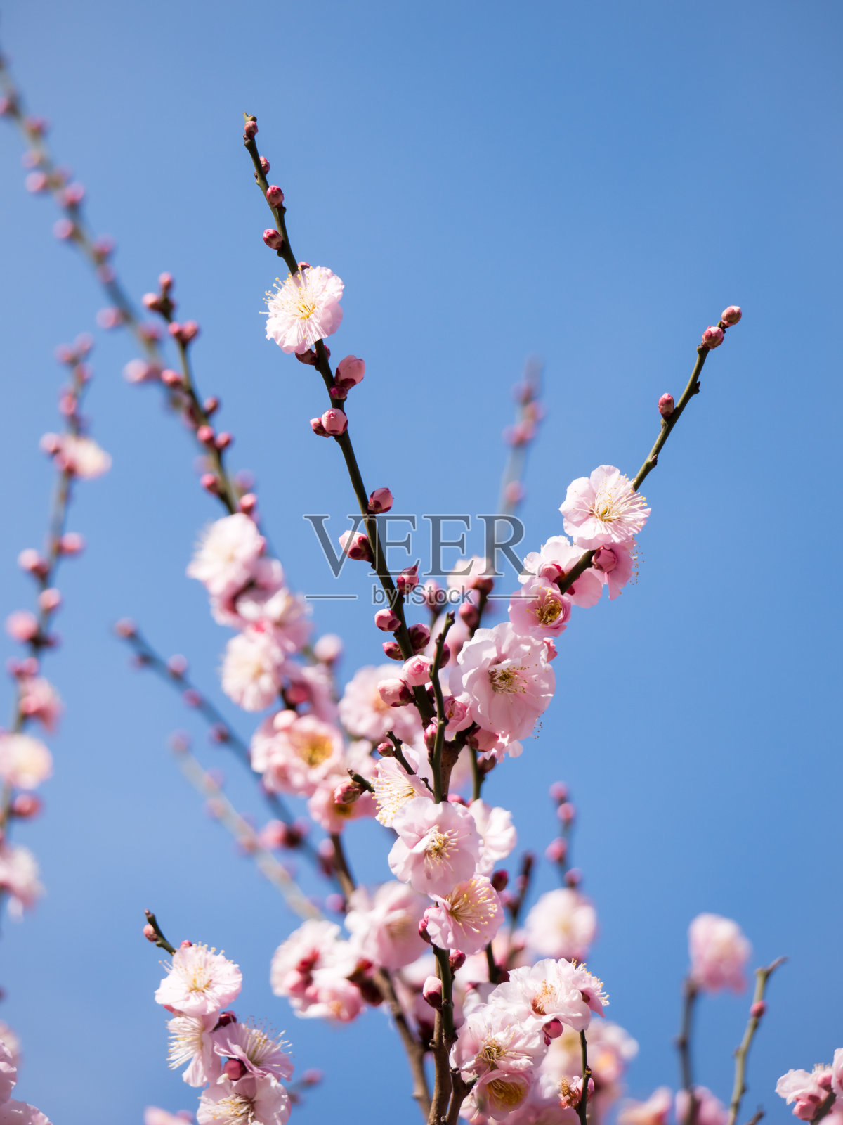 日本的梅花照片摄影图片