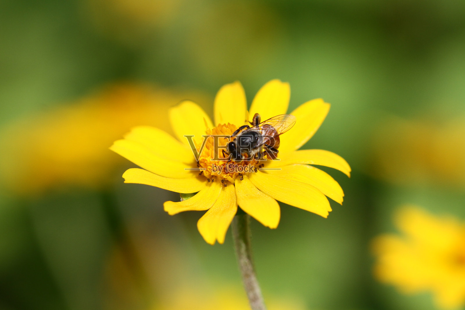 黄花上的蜜蜂照片摄影图片