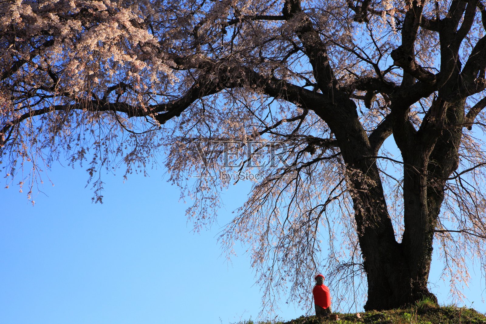 哭泣的樱桃树照片摄影图片