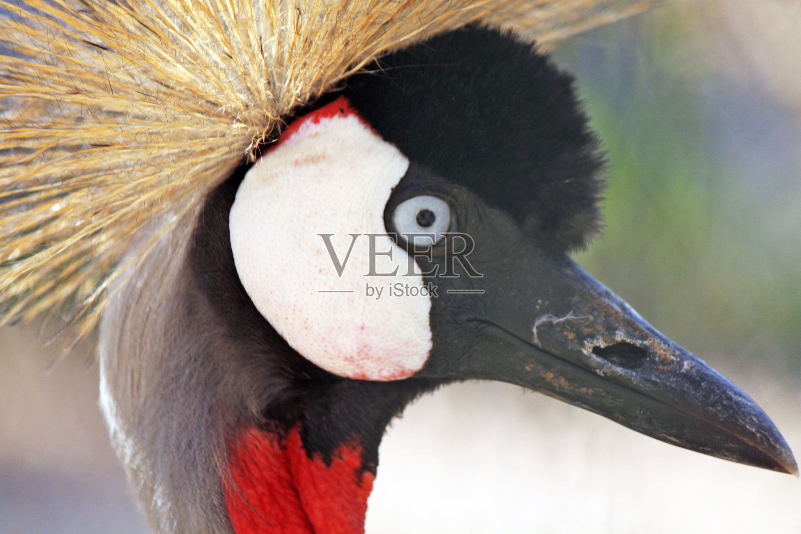 皇冠鹤的特写(巴利阿里卡正规)照片摄影图片