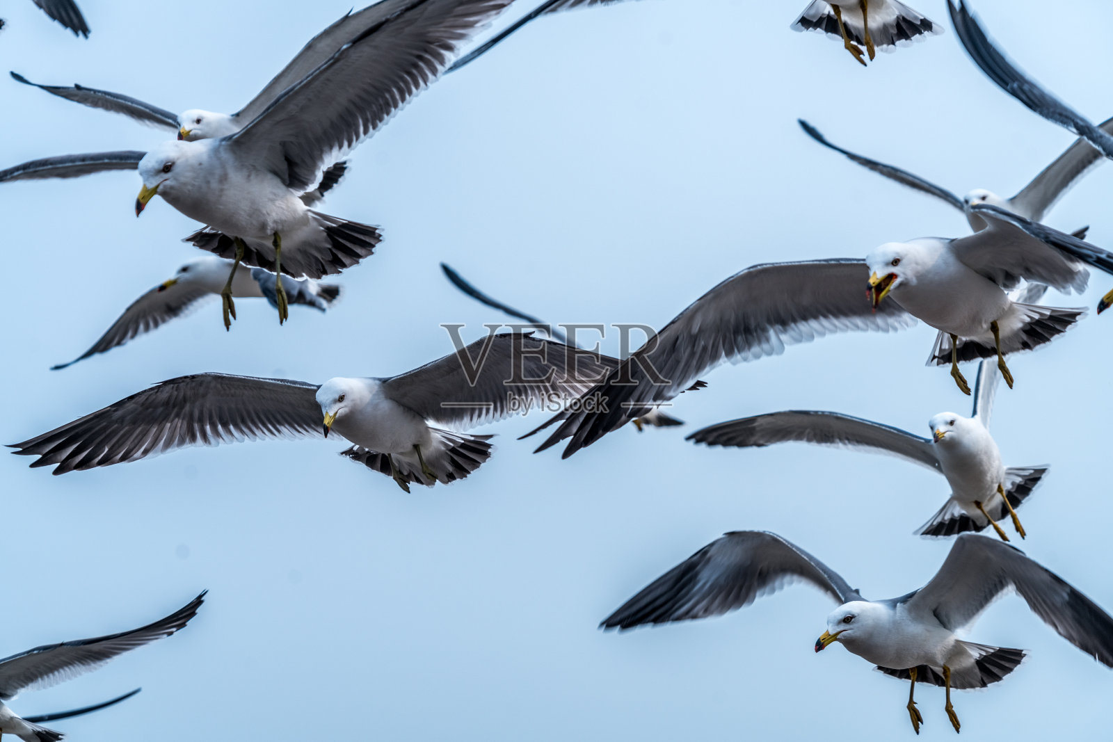 一群海鸥在蓝天上飞翔照片摄影图片
