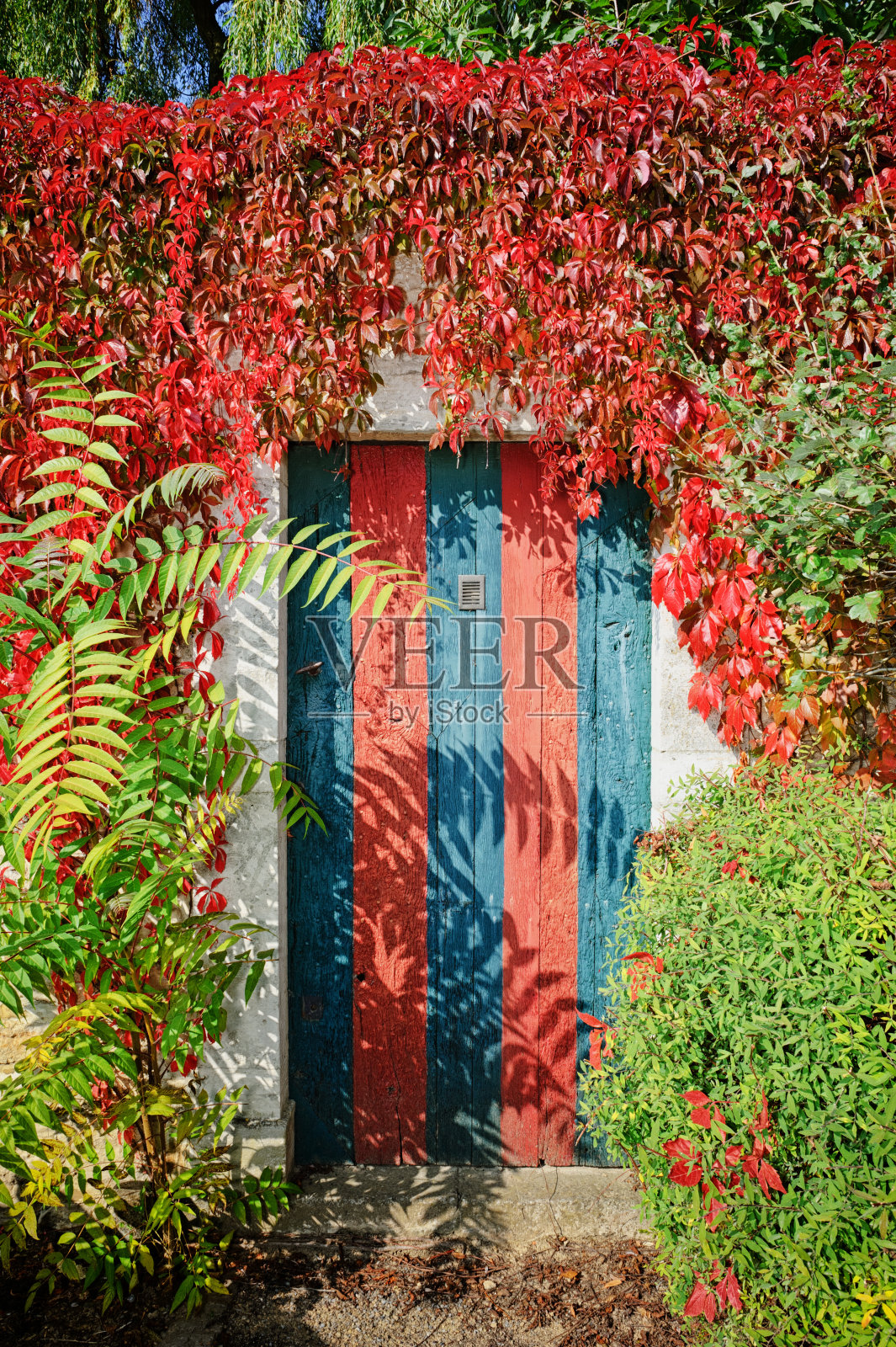 藤本植物覆盖的五颜六色的乡村门照片摄影图片