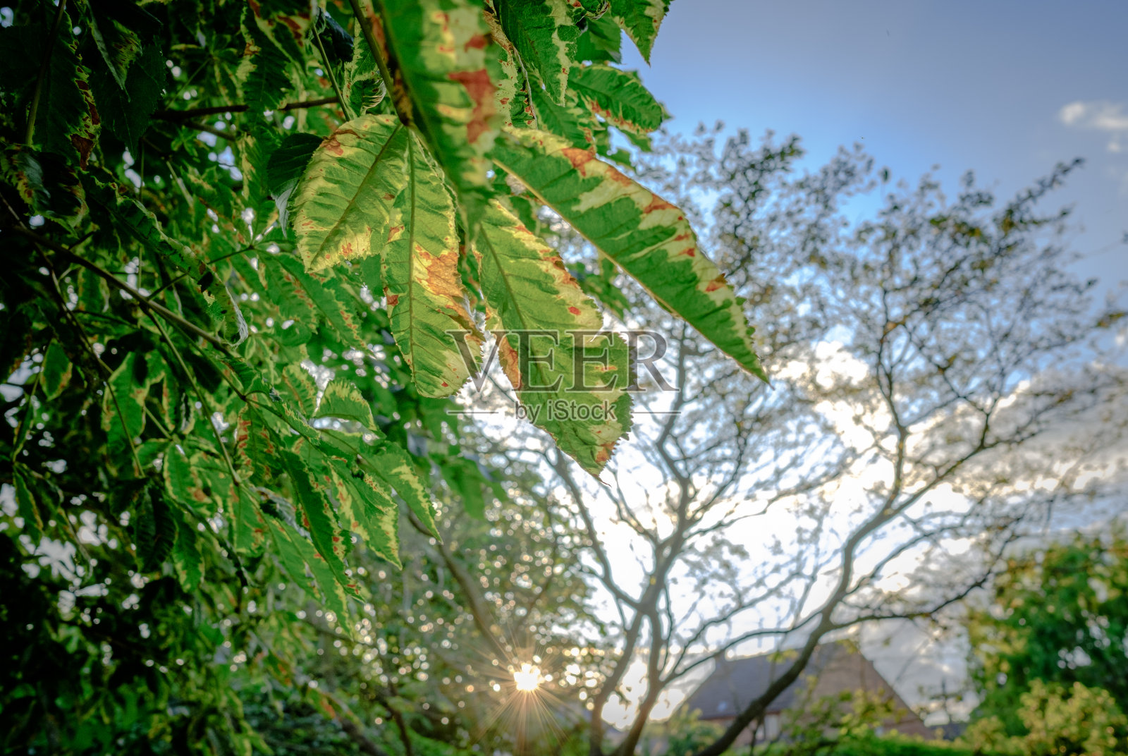透过一棵七叶树看到的夏日日落。照片摄影图片