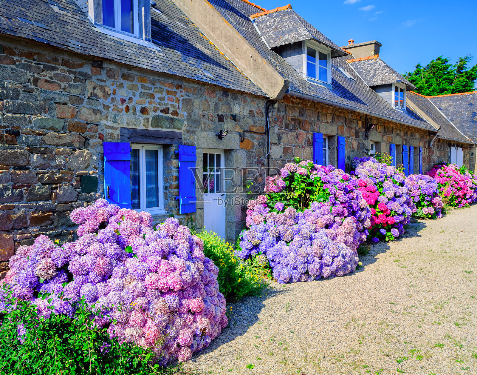 彩色绣球花在一个小村庄，布列塔尼，法国照片摄影图片