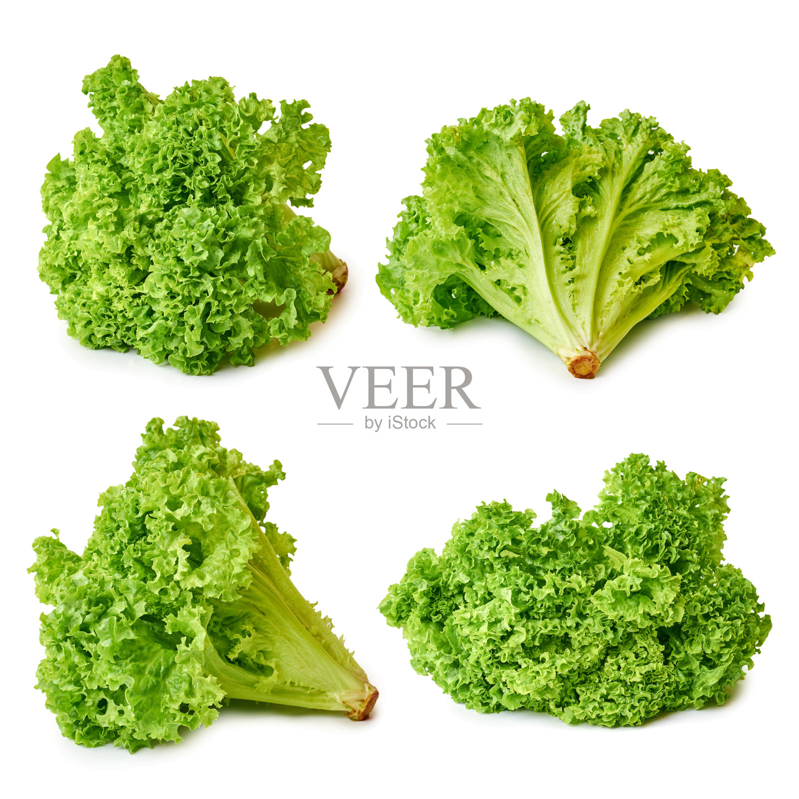 一组新鲜的绿色和生生菜孤立在白色背景照片摄影图片