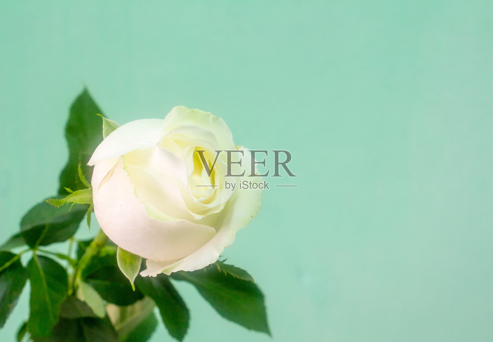 天蓝色背景上的白玫瑰照片摄影图片