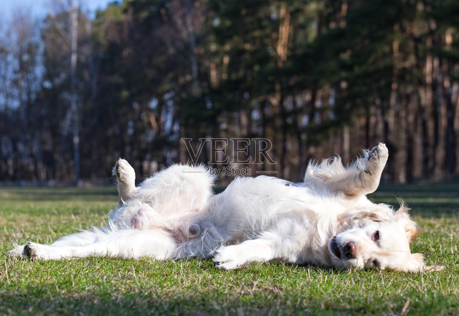 金毛猎犬在绿色草坪上翻筋斗。照片摄影图片