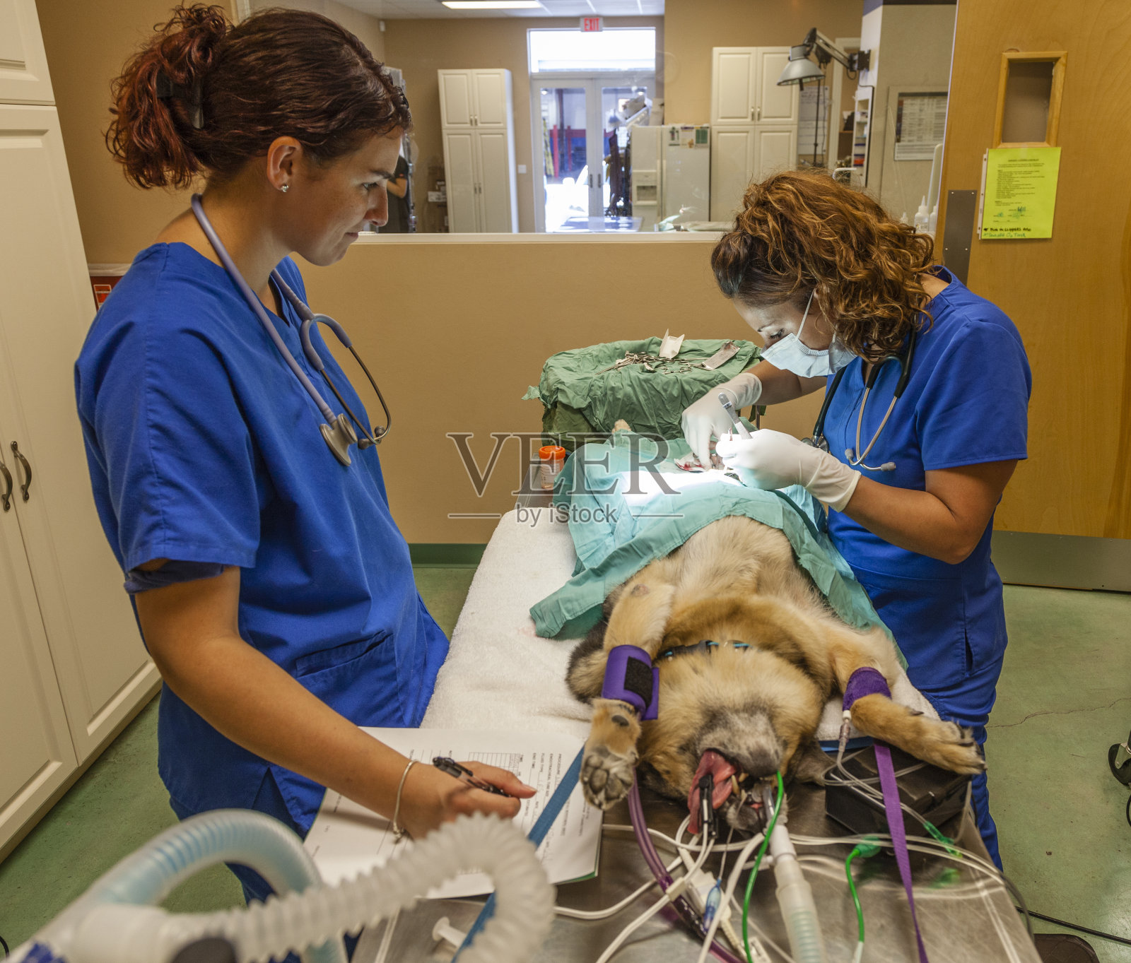 在动物医院给德国牧羊犬做手术照片摄影图片