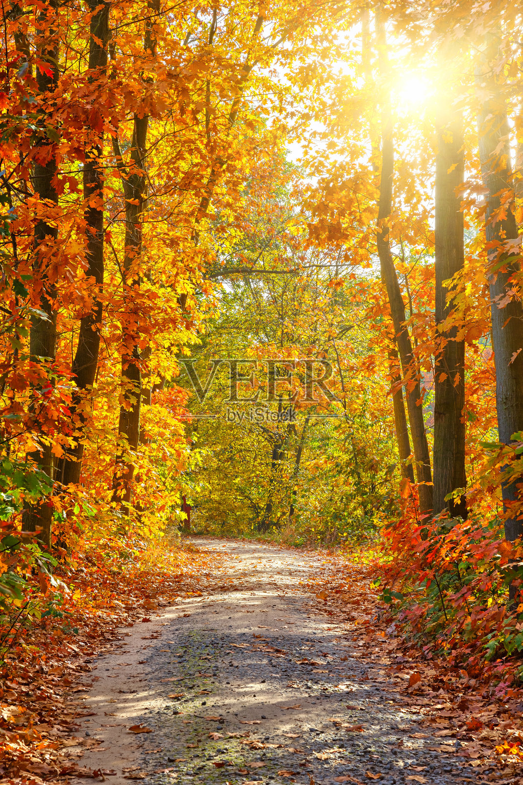 路中间是一片秋天的森林照片摄影图片