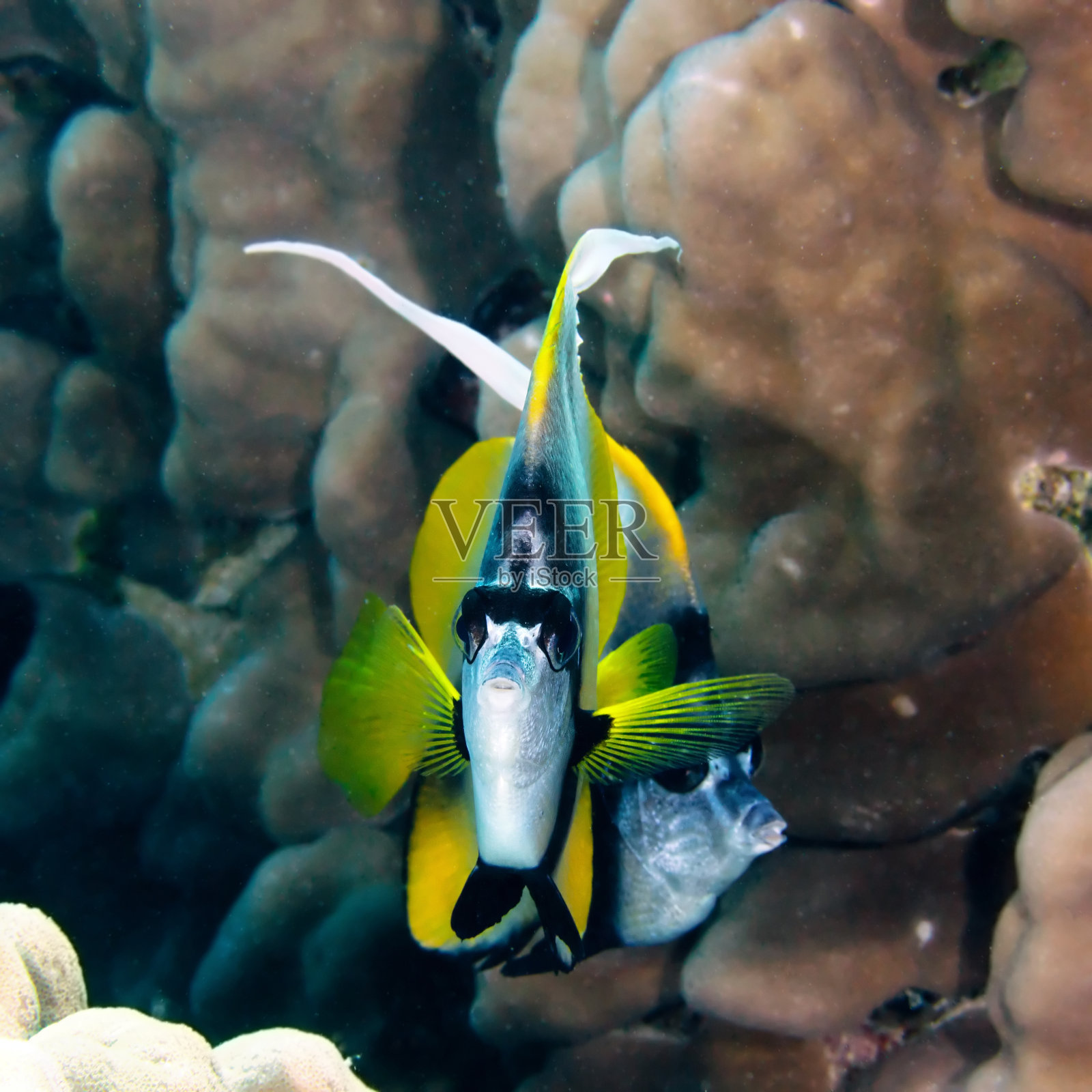 红海bannerfish照片摄影图片