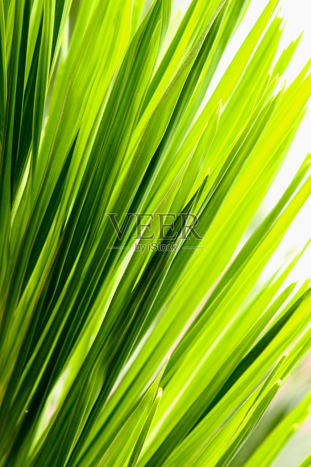 绿色棕榈叶照片摄影图片