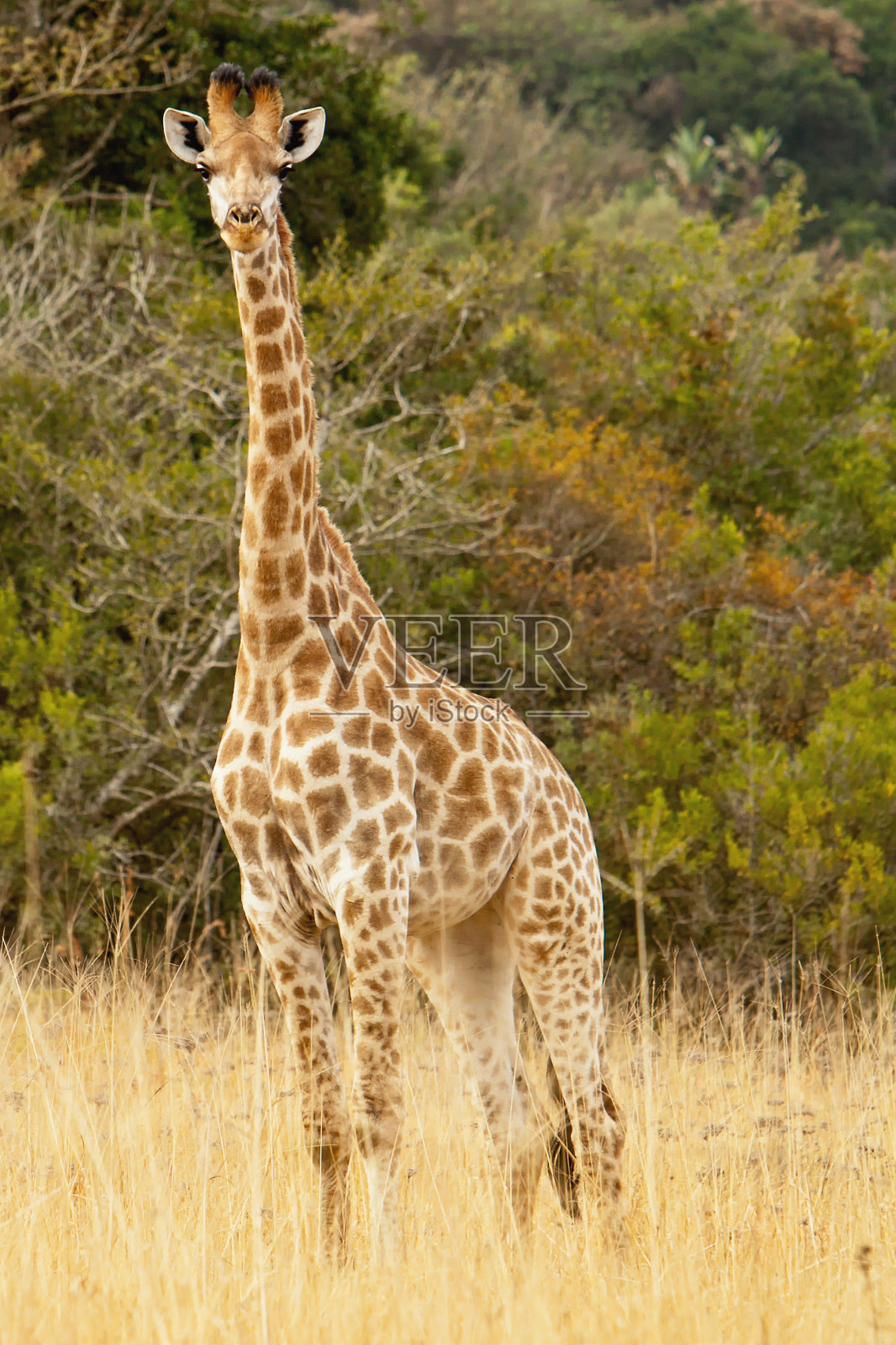 信号长颈鹿在野外照片摄影图片