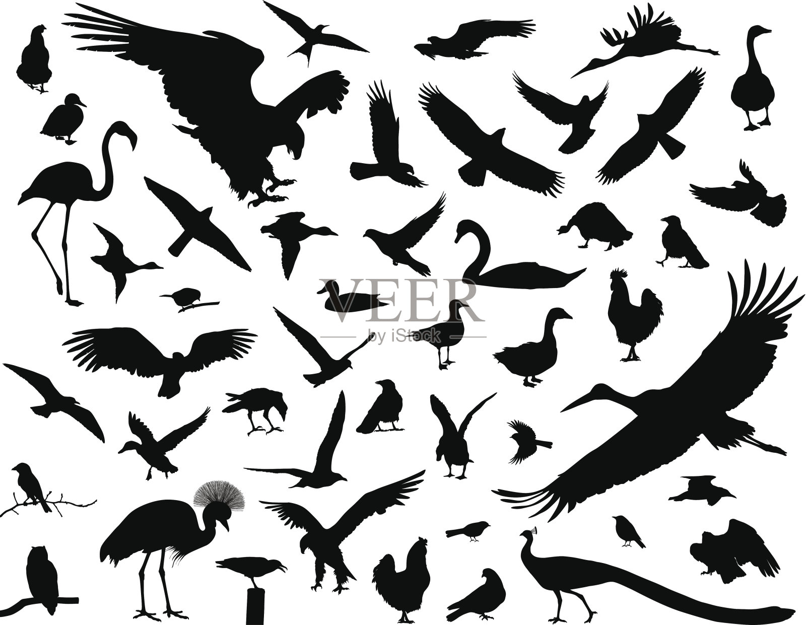 鸟集插画图片素材