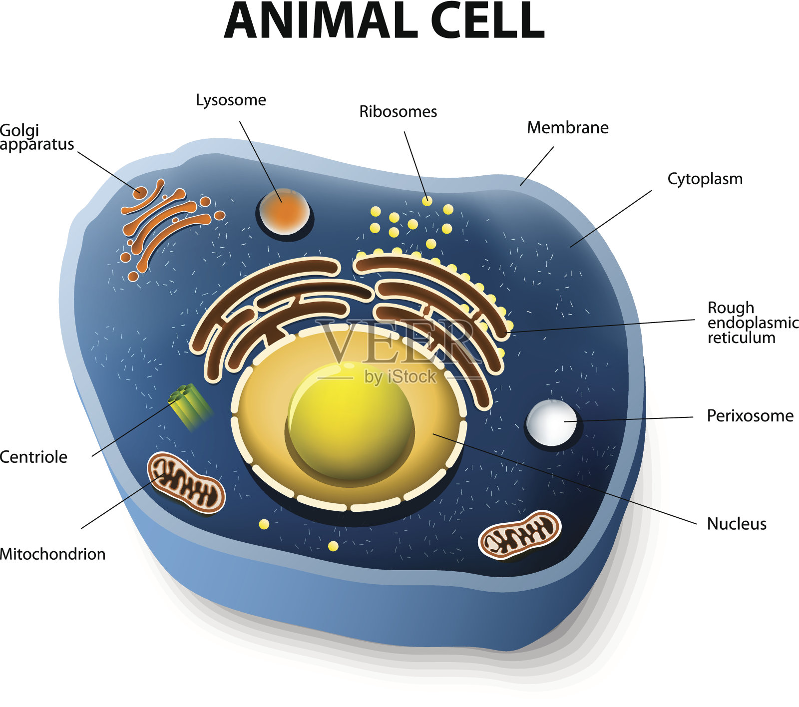 动物细胞内部剖视插画图片素材