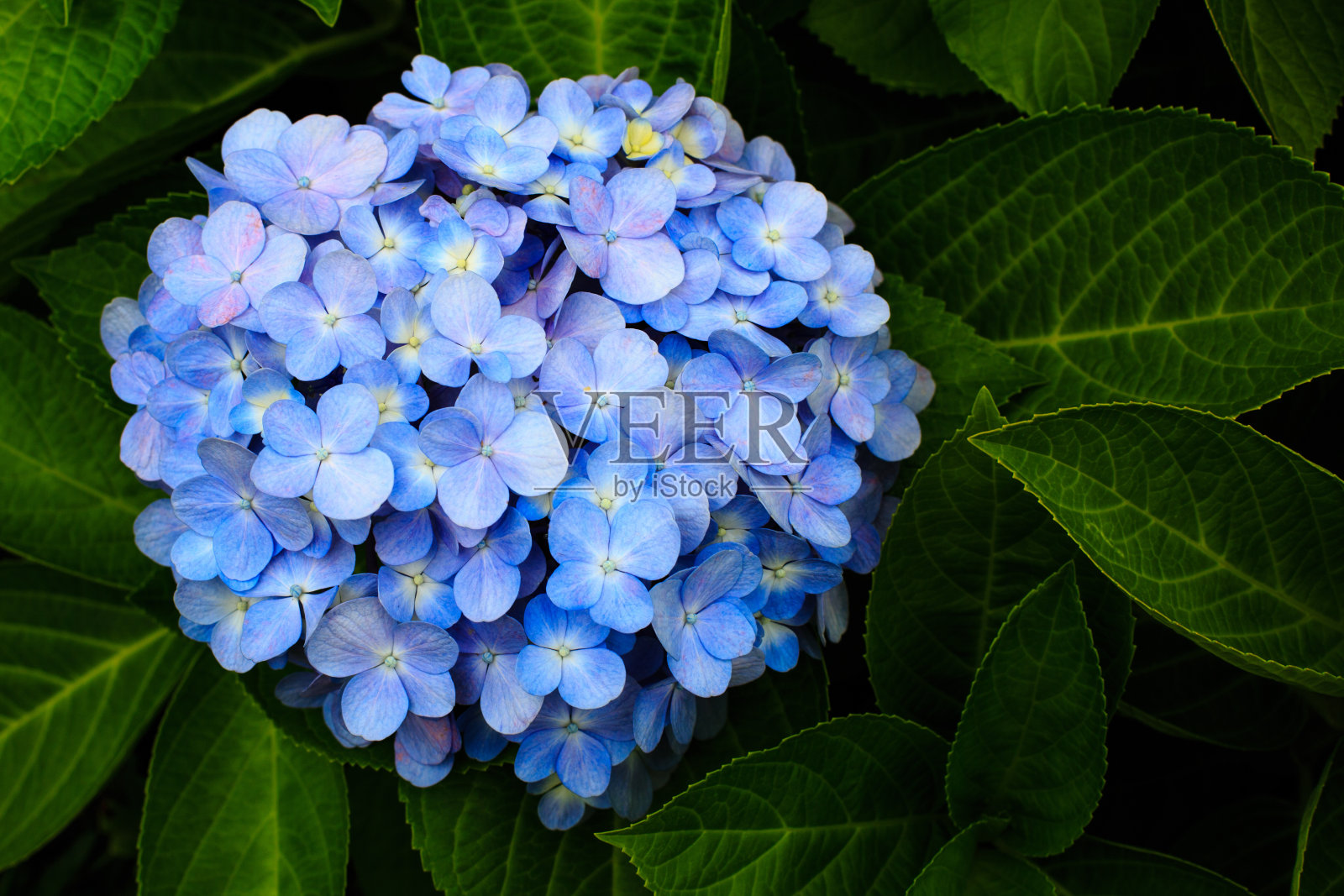 蓝色绣球花花照片摄影图片