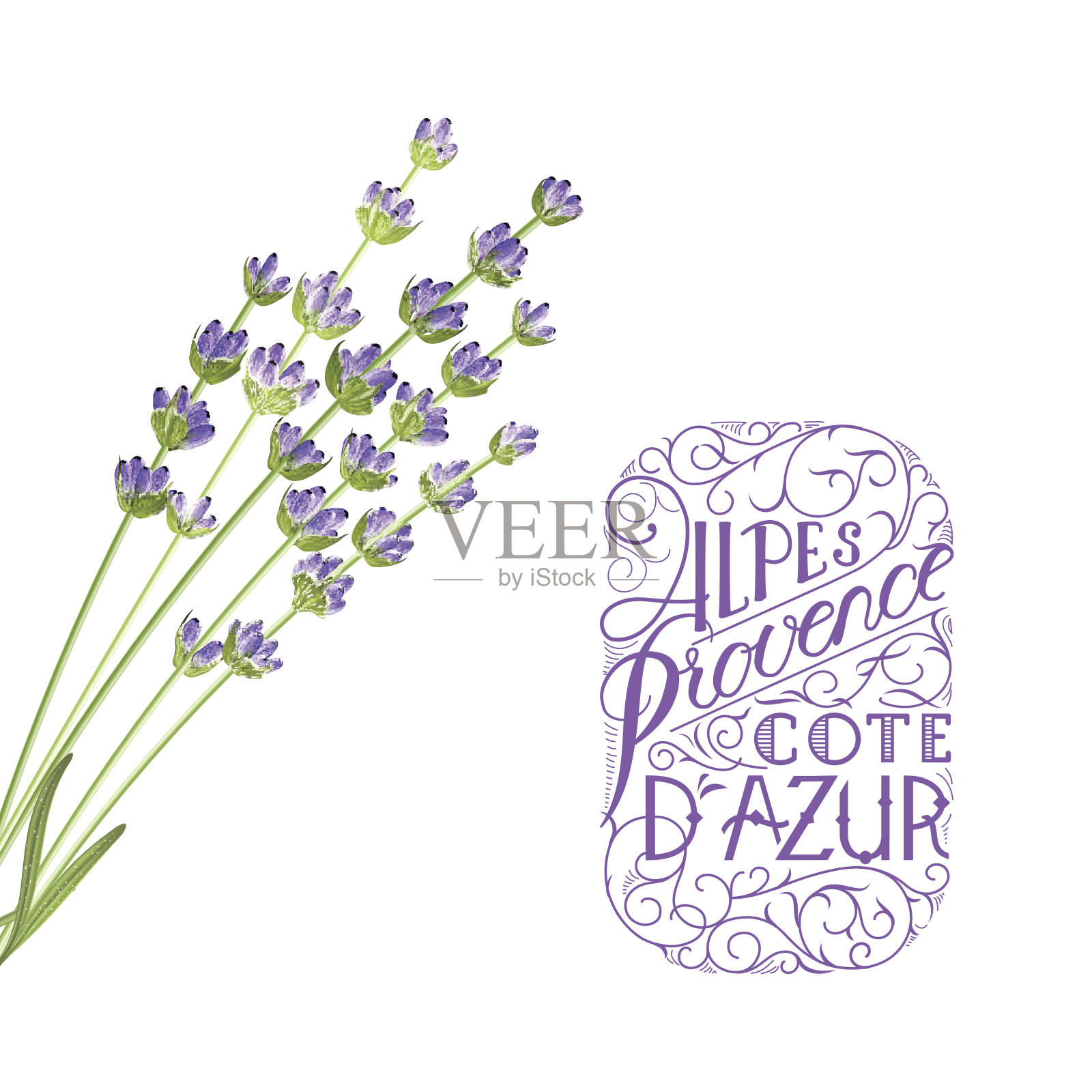 淡紫色的优雅卡片。薰衣草优雅的卡片与框架的花和文字-阿尔卑斯普罗旺斯法国里维埃拉插画图片素材