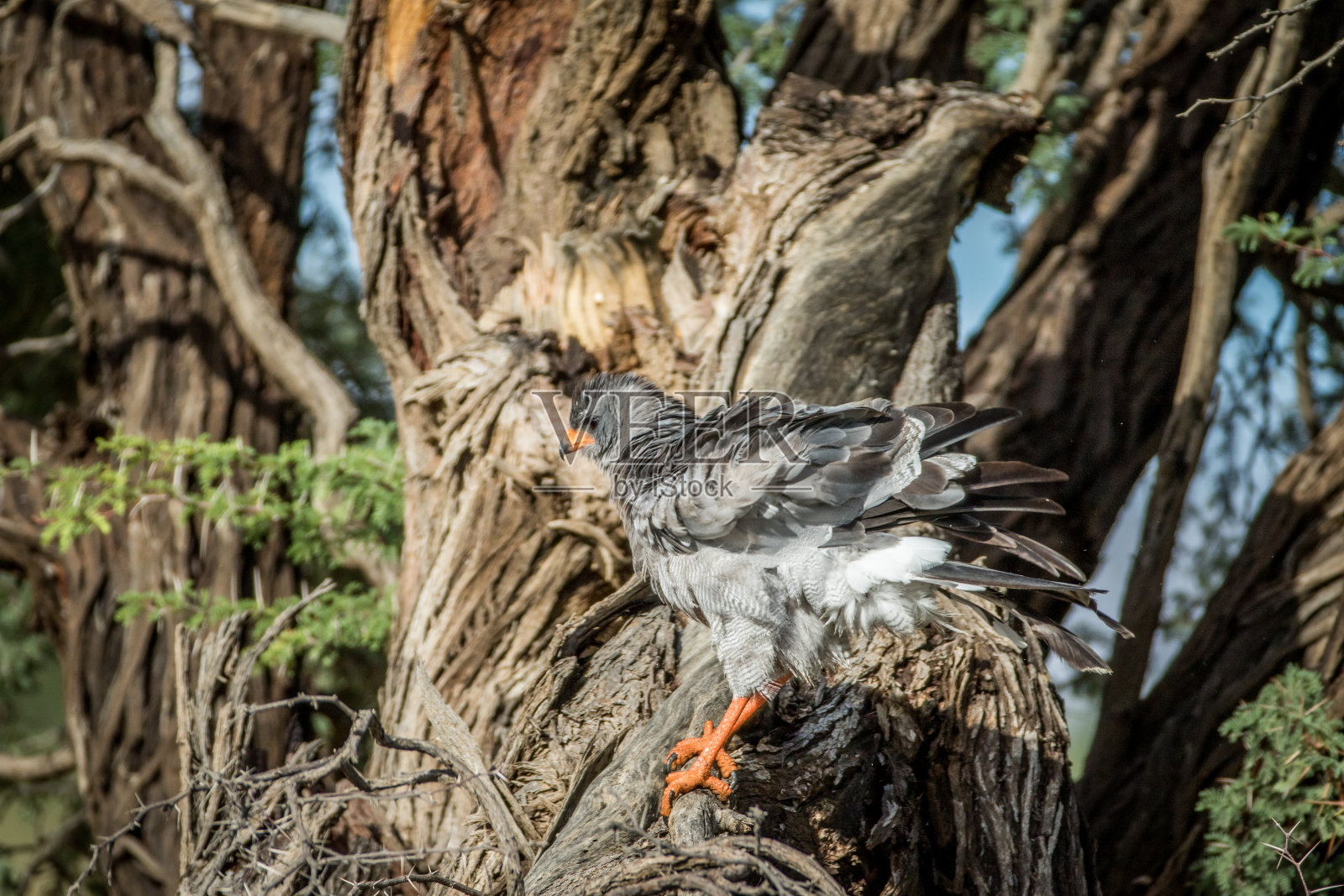 一只苍鹰在树枝上唱着苍白的歌。照片摄影图片