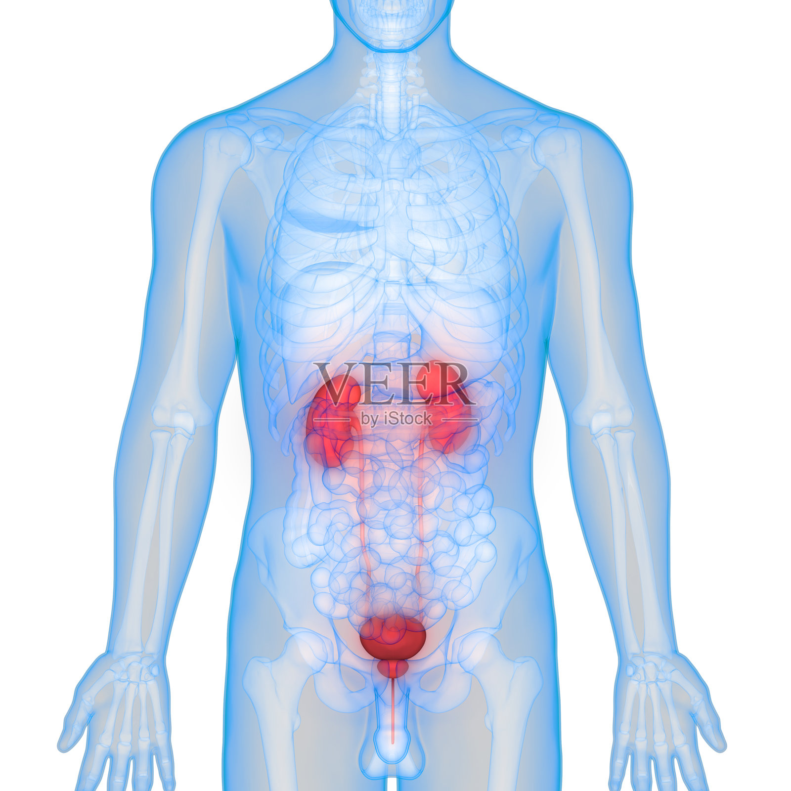 人体器官(肾脏及膀胱)照片摄影图片