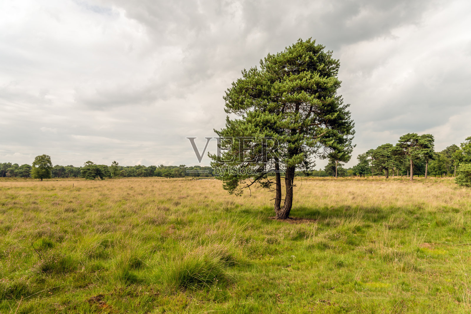 荷兰自然保护区中孤独的苏格兰松树照片摄影图片