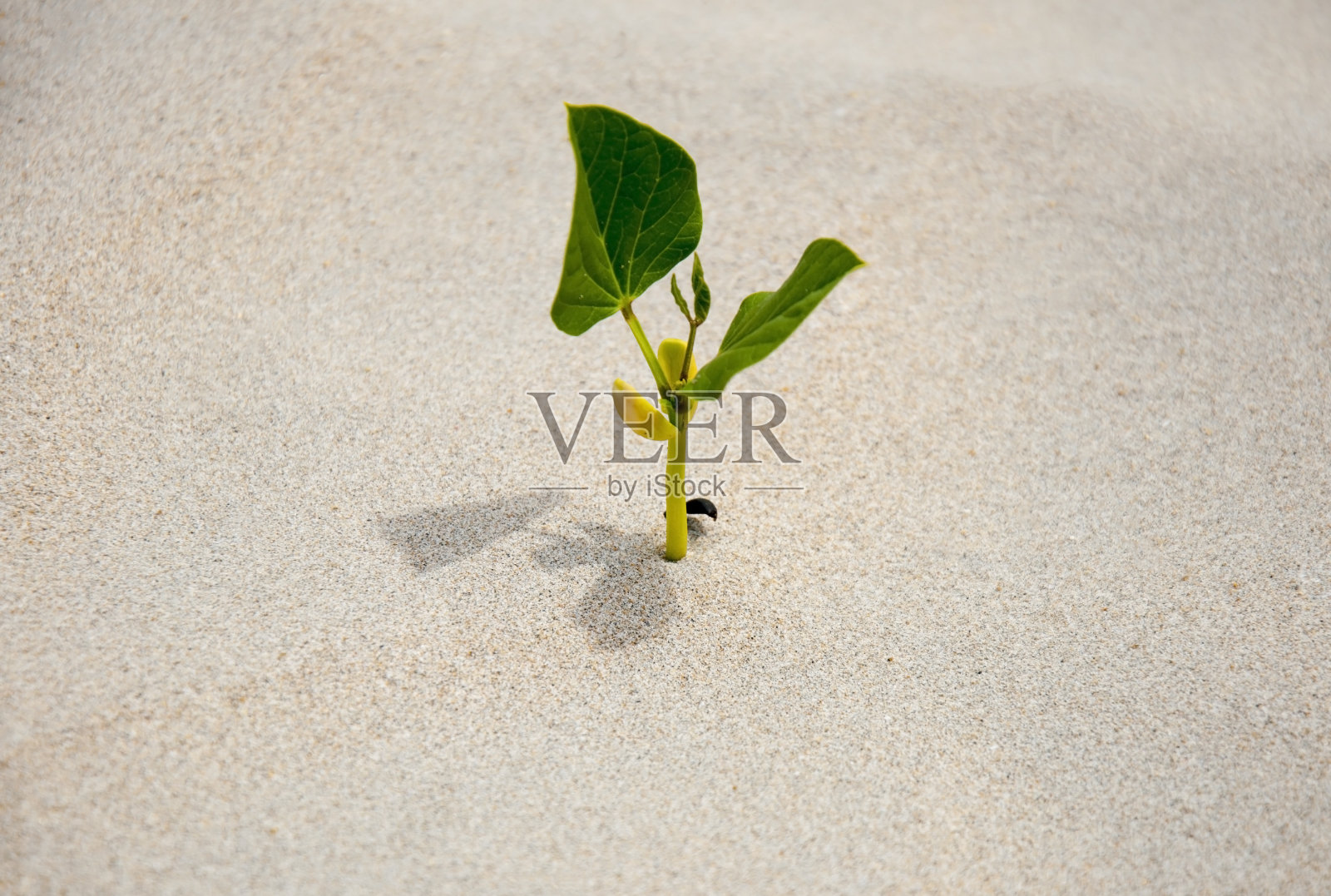 一棵发芽在沙子里的嫩芽，是唯一的绿色植物。照片摄影图片