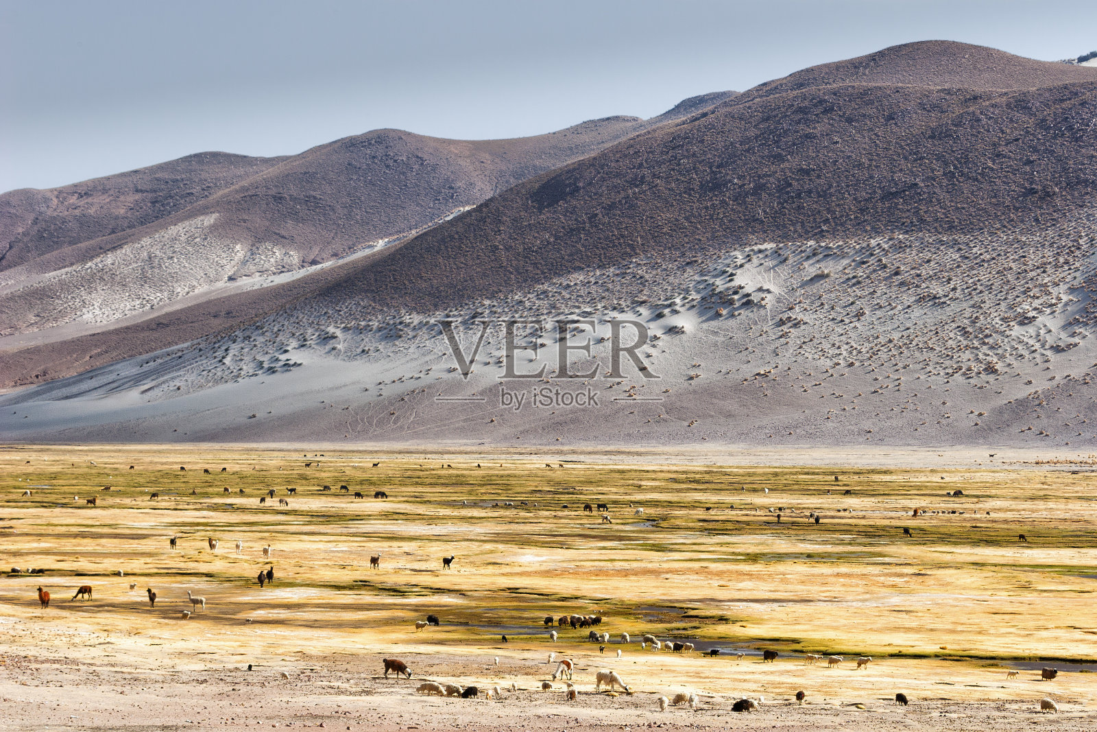 一群在乌尤尼盐滩附近的玻利维亚高原高寒地区放牧的美洲驼照片摄影图片