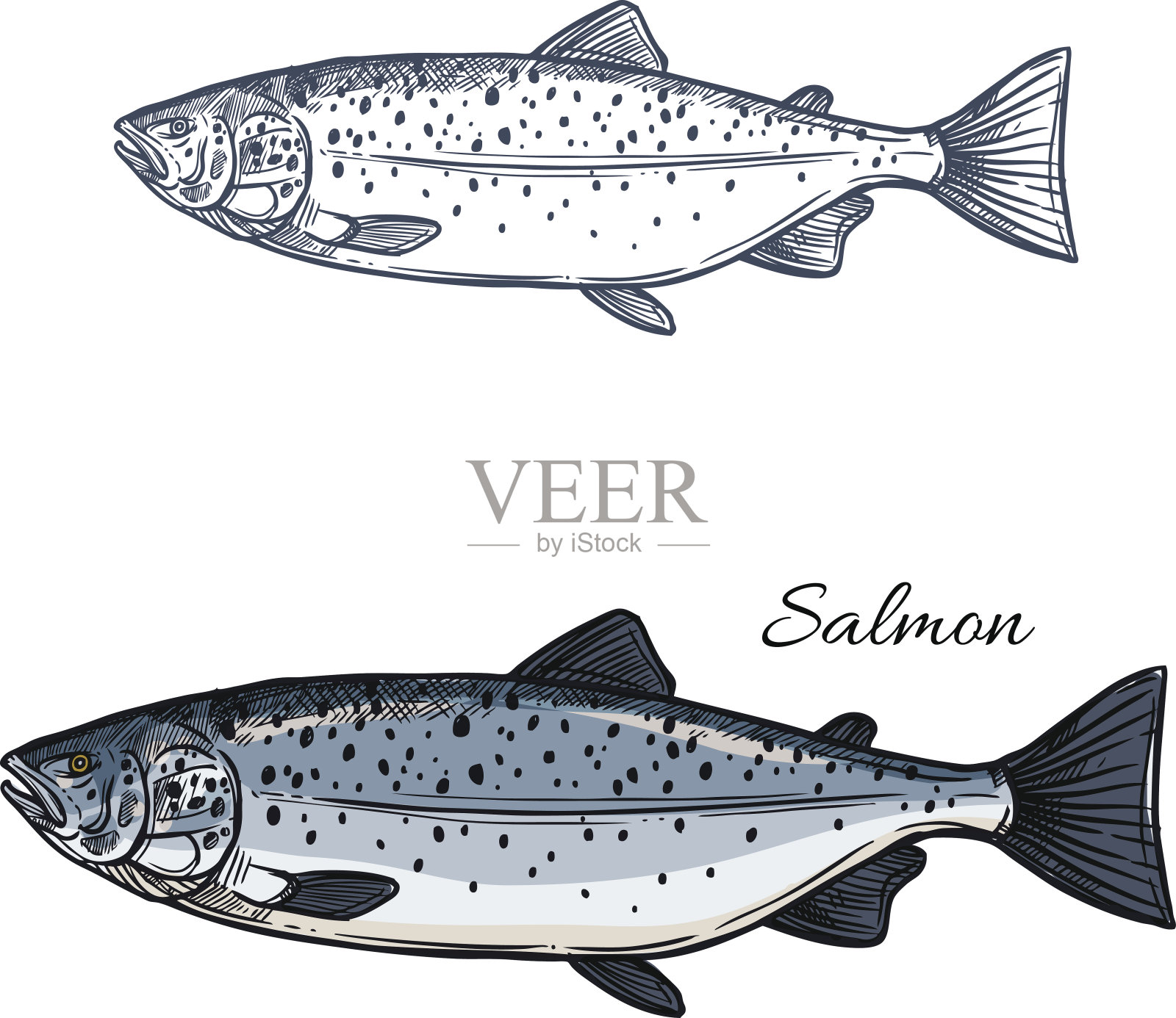 鲑鱼鱼矢量孤立素描图标插画图片素材