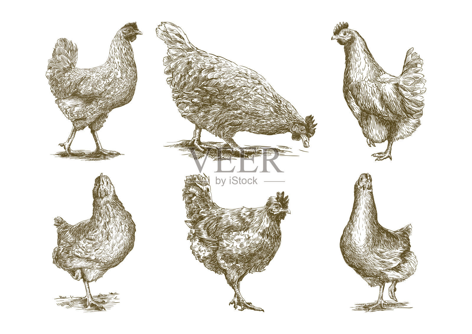 鸡繁殖。畜牧业。矢量草图在白色上设计元素图片