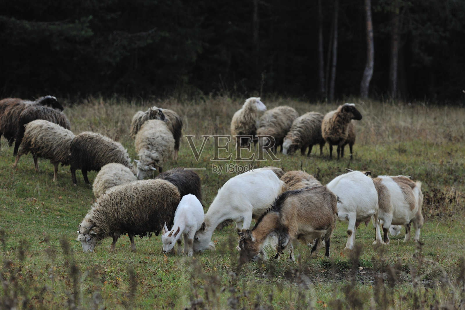 放牧绵羊和山羊照片摄影图片